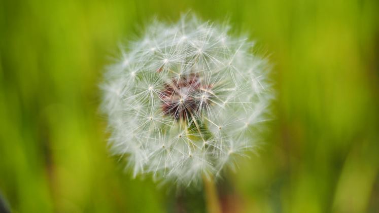 Dandelions