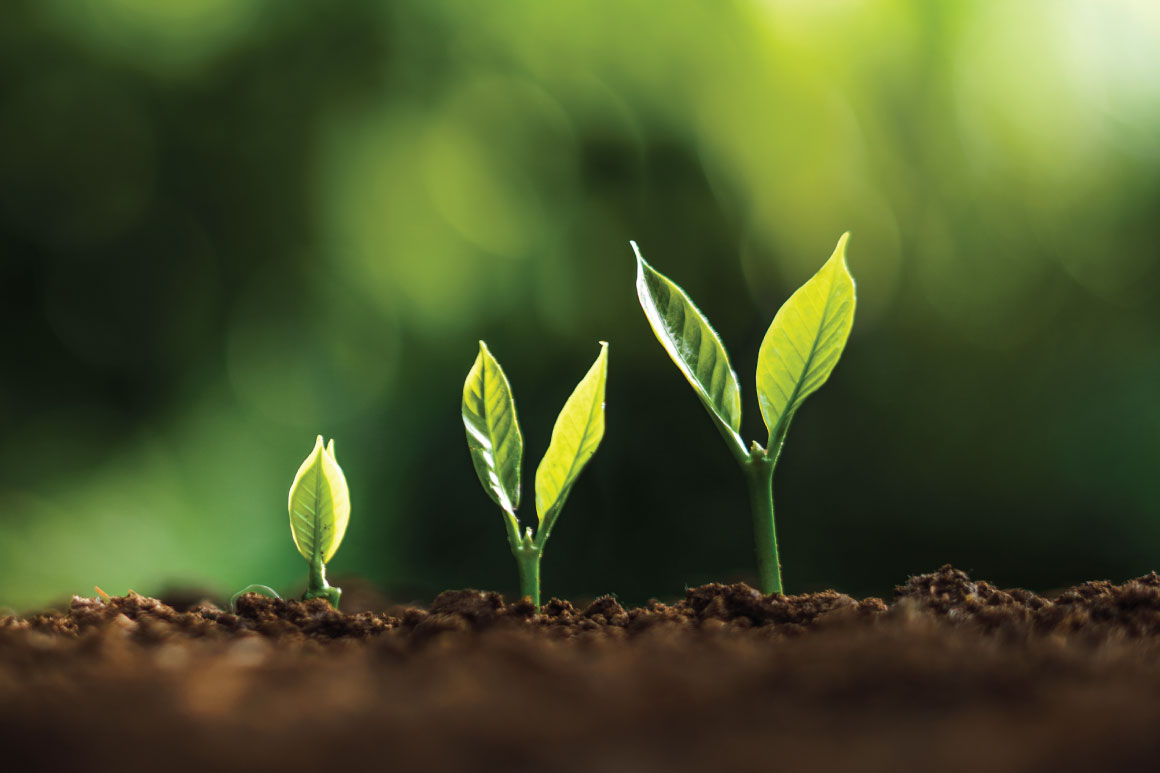 Plant growing in the ground